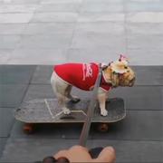 泰迪滑板车FM-014经典滑板车滑狗滑板车小狗型 玩板具法斗滑 专用