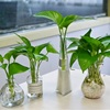 绿萝室内盆栽水培玻璃瓶小长藤，吊兰植物桌面，小绿植吸办公室除甲醛