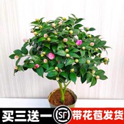 香妃山茶花盆栽带花苞五色赤丹花卉植物室内好养茶花树苗四季开花