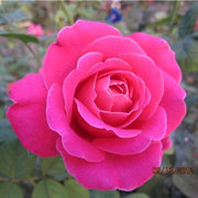国月品种大花月季花苗粉和平花大浓浓的玫瑰香盆栽月季苗