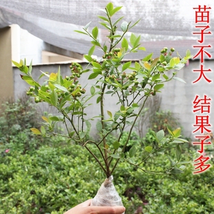 蓝莓苗盆栽蓝莓苗蓝莓树苗，果树苗蓝梅，苗庭院阳台花园种植南北方