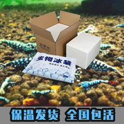 黑银河鱼骨水晶虾鲜活到家淡水z鱼缸，观赏虾粮草缸工具细喷星钻包