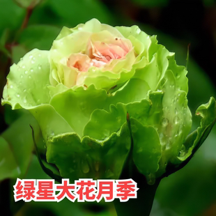 绿星月季花大苗绿色包子花朵四季花卉植物阳台别墅玫瑰盆栽特大花