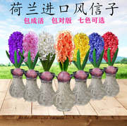 风信子种球水培玻璃瓶套装四季易活水养花卉水生盆栽植物土培种子
