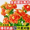 进口金狐狸长寿花盆栽重瓣大花带花包对版过年花卉室内植物花