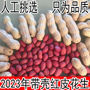生花生带壳晒干山东农家红衣，花生米小粒新鲜种子2023红皮花生带壳