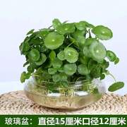 创意栽植栽花绿萝植物桌面养花%培植金钱草净化吊兰水仙空气房间