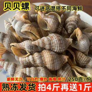 海锥贝贝螺红枣螺，新鲜海瓜子海螺丝，香螺辣螺连云港海鲜水产