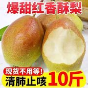 现摘现发红香酥梨新鲜水果3/5/10斤源自新疆香梨皮薄脆甜梨子