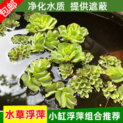 古法养鱼水草浮萍水生植物水芙蓉养鱼龟缸庭院造景池塘水培水葫芦