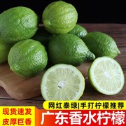 广东无籽香水柠檬新鲜青柠檬1斤现摘鲜柠檬奶茶饮品店用香柠