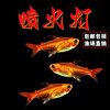 喷火灯小型鱼热带鱼淡水灯鱼火焰灯鱼草缸鱼群游宠物活体包活