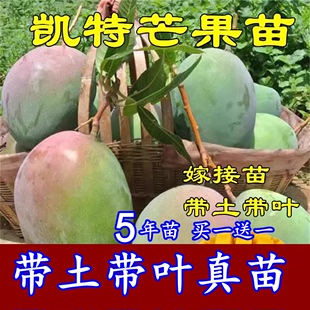 四川攀枝花凯特芒果嫁接苗红象牙，桂七金煌芒盆地，栽南北方当年结果