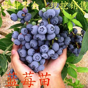 蓝莓苗盆栽地栽果树苗蓝梅树苗蓝莓苗四季南北方种植带原土