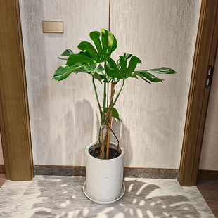 老桩造型龟背竹盆栽吸甲醛，净化空气植物，室内客厅大型喜阴绿植同城