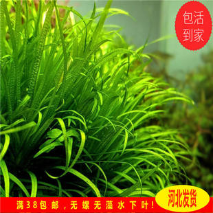 日本小箦藻水草ada水草绿，箦藻鱼缸造景水下叶纯绿色水草宫廷水草