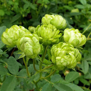 威月绿闪电带花苞月季花苗阳台盆栽植物花卉观花观叶室内盆栽