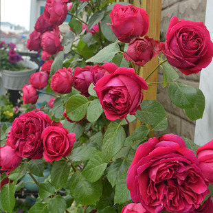 红色龙沙宝石藤本抗病性，强玫瑰花苗盆栽蔷薇庭院欧月