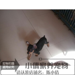 家养可爱迷你小鹿犬出售铁包金，小鹿犬幼犬活体，宠物狗可上门交易x