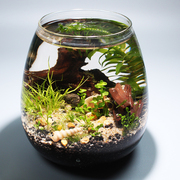 生态瓶自循环水草，diy生态微景观玻璃瓶生态，桌面鱼缸造景科学作业