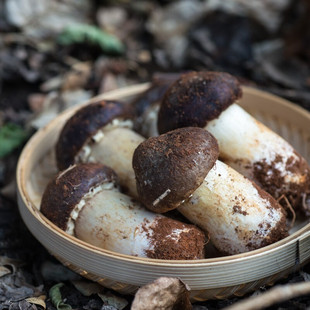 云南新鲜姬松茸赤松茸新鲜蘑菇，香格里拉球盖菌火锅煲汤食材鲜菌菇