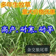 多年生牧草种子美洲杂交草，狼尾草种子四季常青鸡鸭鹅牛羊鱼草种籽