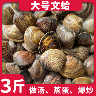正宗文蛤蛤蜊蜊鲜活新鲜大蛤蜊花蛤黄蛤海鲜水产贝类3斤