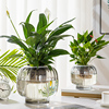 水培器皿创意玻璃花盆水养，植物白掌红掌，绿萝大号花瓶透明插花摆件
