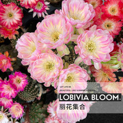 植物员外丽花球属lobivia集合花期，长易开花爆花仙人球组合盆栽