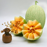 新疆哈密瓜吐鲁番西州蜜，25号当季新鲜水果，整箱7-8斤甜瓜网纹瓜