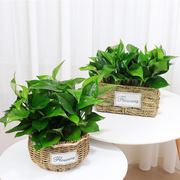 花语自由绿萝盆栽净化空气，除甲醛吊兰，植物办公室内桌面有氧绿植