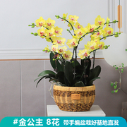 蝴蝶兰盆c栽带花超长花期的四季室内家养花卉植物兰花苗带花苞鲜
