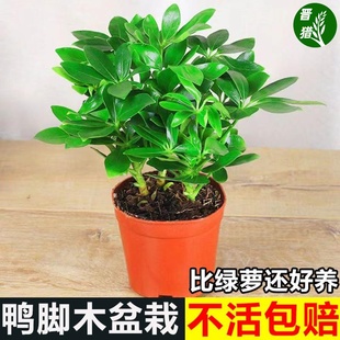 绿植室内盆栽鸭脚木发财树鸭掌木水培植物吸甲醛花卉多肉八方来财