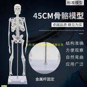 人体骨骼模型45cm骨架模型人体e脊柱模型o脊椎模型骨骼骷髅模型