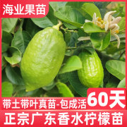 香水柠檬树苗嫁接广东无籽台湾四季食用青柠檬苗地栽盆栽带土庭院