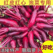 新货现挖胭脂萝卜红皮红心新鲜紫美人萝卜泡菜专用红心萝卜农产品