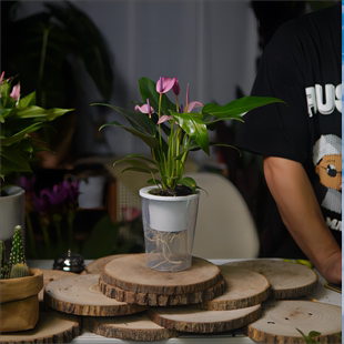 耐阴水培好养绿植，彩掌紫白红粉黄掌白可可，婉尼拉齐祖粉莉莉