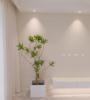 百合竹盆栽大型室内客厅极简风绿植四季好养活办公室植物净化空气