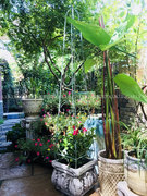 定制欧式铁艺花架落地式植物，爬藤架做旧攀爬架户外庭院阳台铁线莲