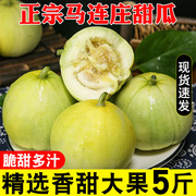 山东青岛莱西当季水果，马连庄(马连庄)甜瓜5斤新鲜现摘蜜宝小香瓜整箱