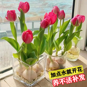 5颗郁金香种球水培花卉，植物室内盆栽花卉花苗，四季开花种子好养活