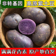 紫土豆丽江高原黑土豆新鲜紫色洋芋现挖现发紫心马铃薯5/10斤