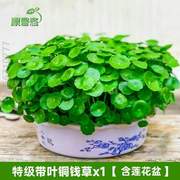 绿萝金钱草净化好养 栽花绿植金钱草养花通用水吊兰简约空气培植