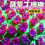 凤梨丁珊瑚萤光海水生物海缸造景观赏小丑鱼窝 LPS软体珊瑚