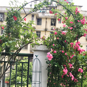 庭院铁艺葡萄引路架拱门花架蔷薇爬藤架子月季丝瓜拱形花支架阳台