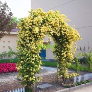 木香花种子黄白红木香，花苗种子浓香爬藤植物，阳台四季攀援花卉