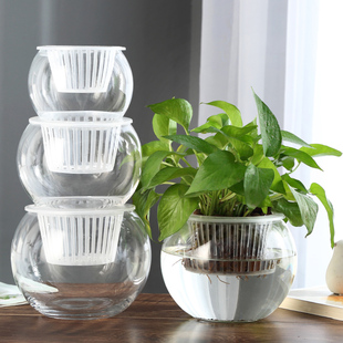创意水培瓶植物透明玻璃花瓶容器，绿萝花盆鱼花共养缸水养摆件器皿