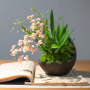 文心兰盆栽带花苞梦香兰室内花卉桌面好养植物兰花办公室绿植摆件