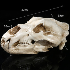 电影仿真道具模型树脂工艺品骷髅头北极熊头骨动物园头骨展示参观