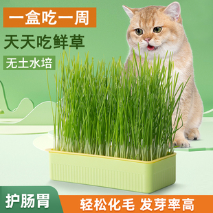 猫草盆栽水培种子化毛球片猫，薄荷培育盆，小麦种子懒人种植猫草种籽